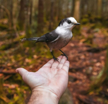 Bird in Hand