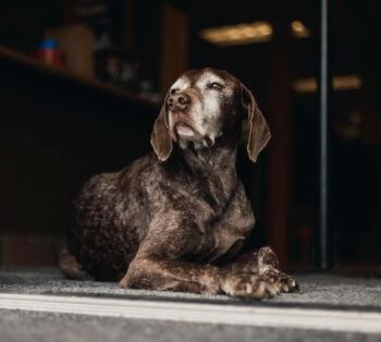 Justin's Dog Resized