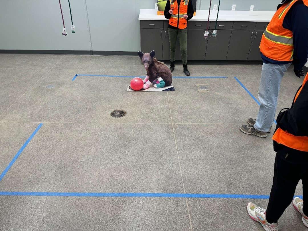 Blue tape marks the footprint of the Lynnwood location surgery room within in the new surgery room, which is over double the size of the Lynnwood surgery.